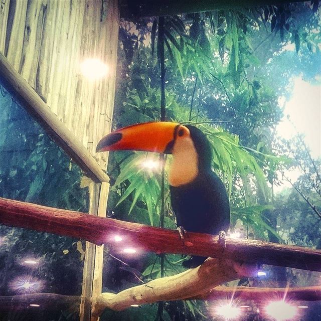 Tucano bird at pet zone- kuwait🐦🇵🇸 petzonekuwait  pets  pets🐾  birds ...