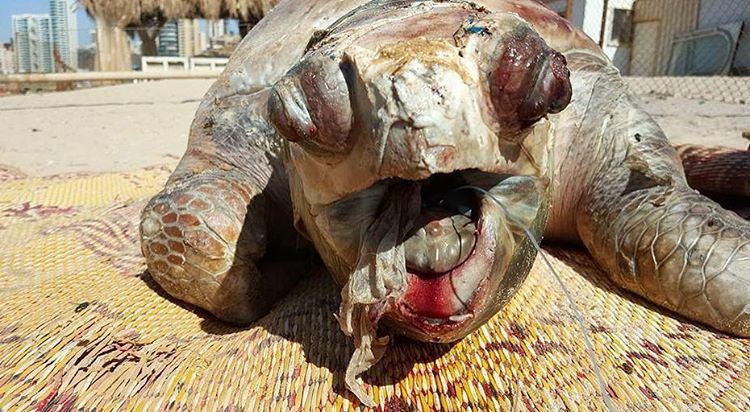Turtles symbolise Mother Nature. This female loggerhead died with a... (Ramlet El Bayda)