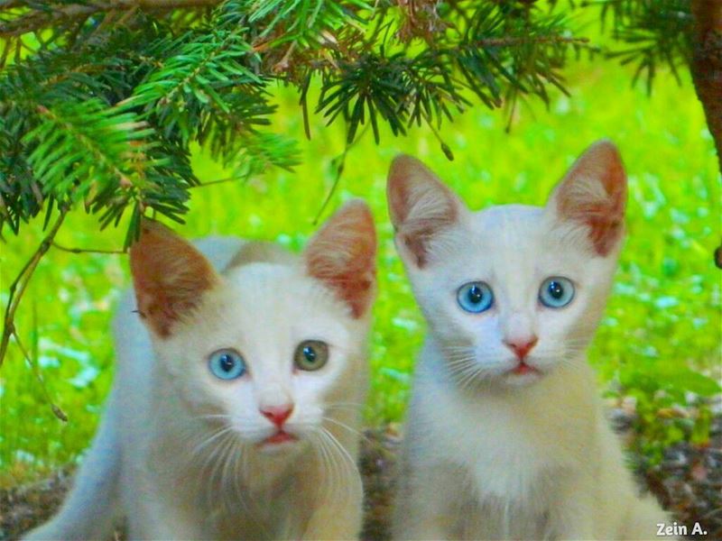 Two kitties wandering in a park in beirut 🐱 awandererinbeirut  cats ... (Beirut, Lebanon)