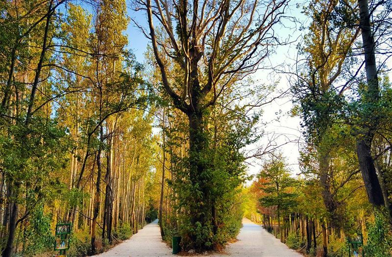 Two  roads diverged in a  wood... ... (Deïr Taanâyel, Béqaa, Lebanon)