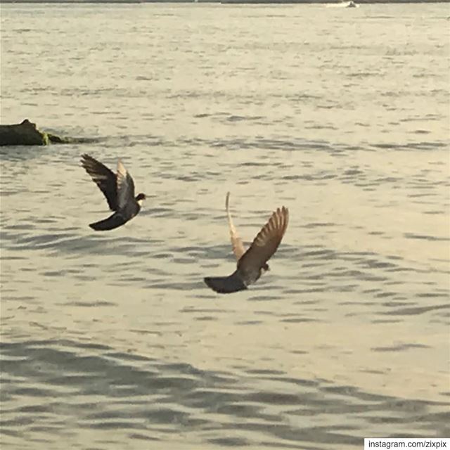 Two souls flying towards the horizon 🕊☀️... instadaily  instagood ... (Joünié)