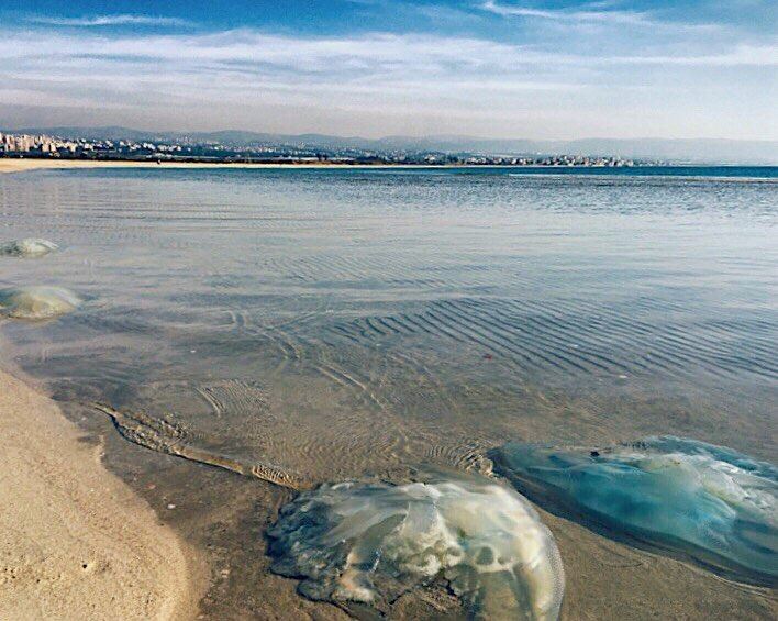  tyre  jellyfish  sky  landscape  amazing  view  beach  life  sea  clouds ... (Tyre-Sour At Beach)