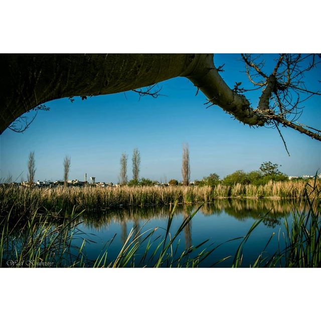  tyre  lebanon  water  tree  lake  reflection  landscape  blue  nature ... (Tyre, Lebanon)