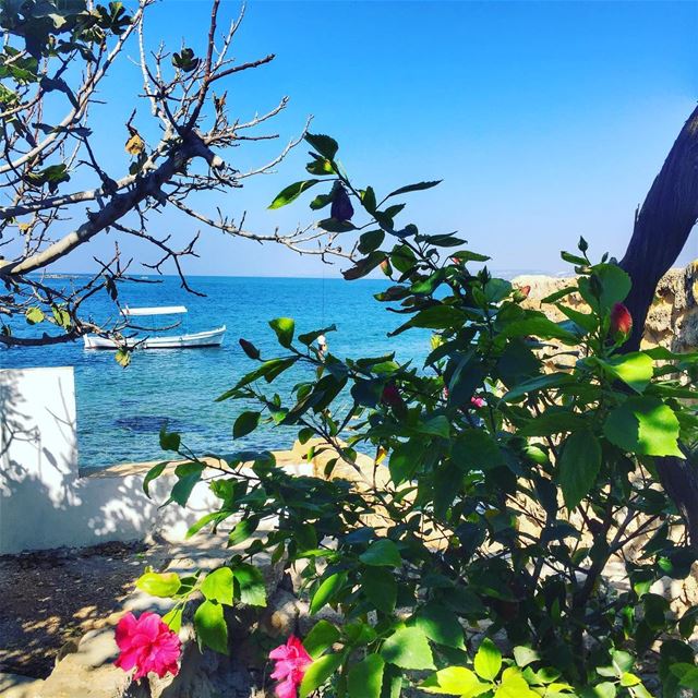  tyre  love  lebanon  lebanonspotlights  livelovetyre  livelovelebanon ... (Tyre (sour))