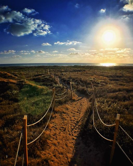 "Tyre" natural reserve! Lebanon ☀️🌾🌷🌵... nature  naturephotography ... (Tyre Coast Nature Reserve - محمية شاطئ صور الطبيعية)