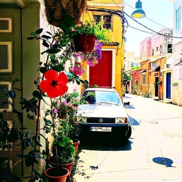 Tyre 🌹 red  flowers  antique  livelovelebanon  livelovesour ... (Tyre, Lebanon)