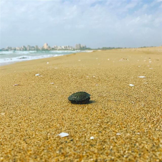  tyre  tyr  tyrecity  sourcity  tyrepage   southlebanon  beach ... (Tyre Coast Nature Reserve - محمية شاطئ صور الطبيعية)