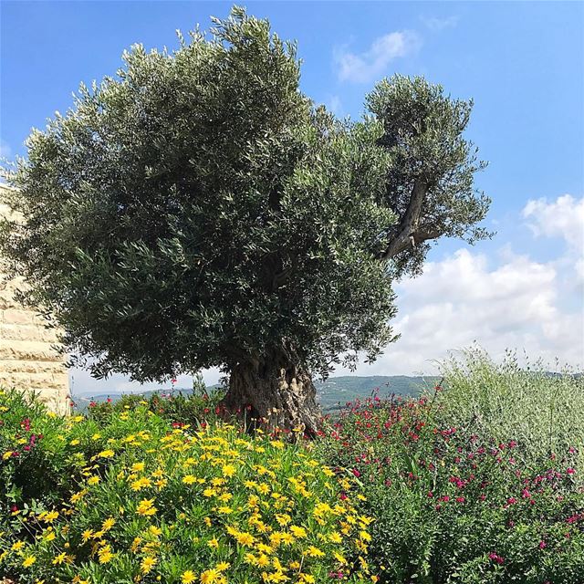 U. R the wind to my tree❤️ insta_lebanon  ptk_lebanon  lebanoninapicture ...