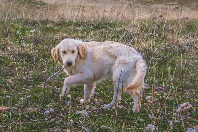 'u threw it; u want me to get it too hooman...!?'''' photography ... (Qanat Bakish, Mont-Liban, Lebanon)