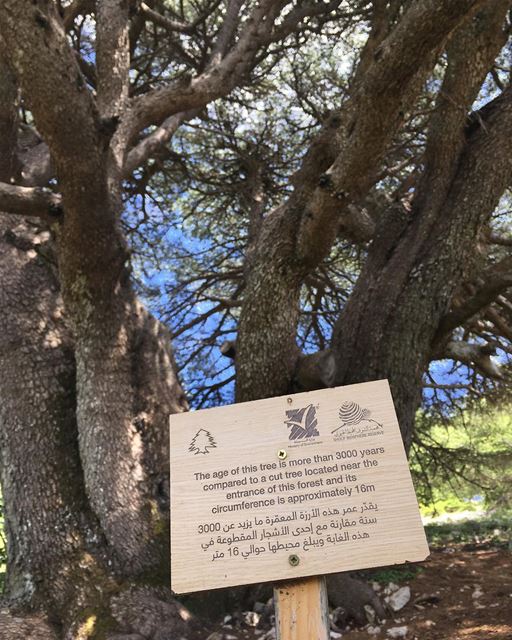 Um impressionante cedro com mais de 3 mil anos e aproximadamente 16 metros... (Shouf Biosphere Reserve)