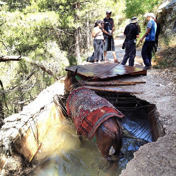 Un âne tombé dans le ruisseau sous la route.  qadisha  lebanon ...