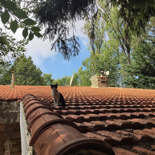 Un chat sur un toit perché.  cat on a  rooftop  rsa_outdoors  ig_myshot ...