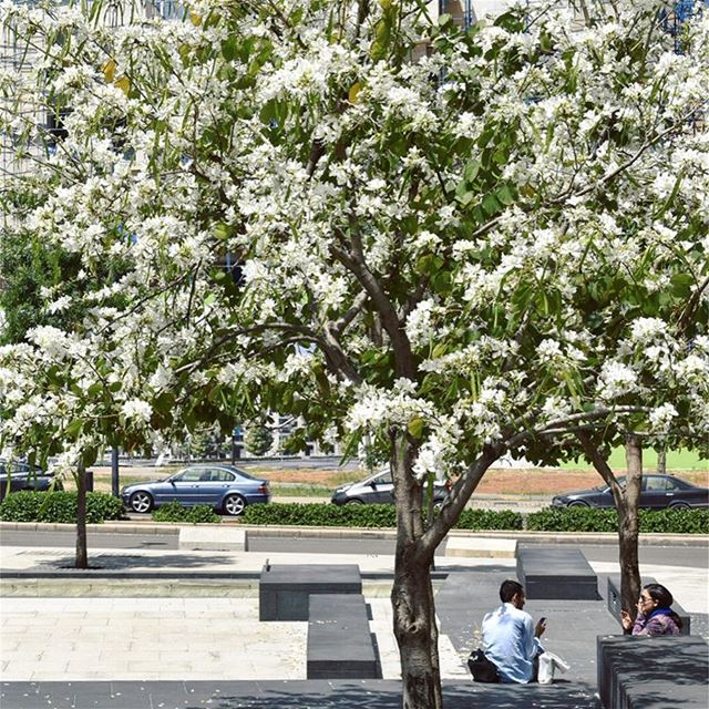 Un dimanche en ville ☀️🌸🌼••••••••••••••••••••••••••••• igerslebanon ... (Downtown Beirut)