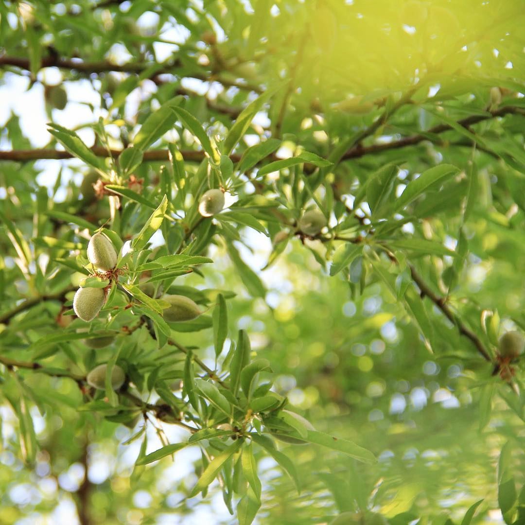 Under a green almond tree.💚 awesomeearth  nakedplanet  theoutbound ... (`Akkar, Liban-Nord, Lebanon)