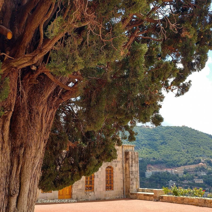 Under the shadow of a majestic tree. It looks like a juniper but am not... (Al Mukhtarah, Mont-Liban, Lebanon)