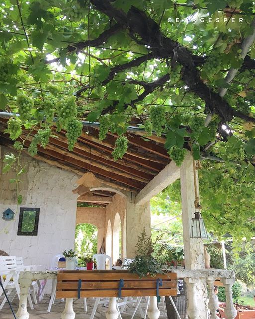 Under the vine... El Mejdel, Lebanon 🇱🇧 @guitabedandbloom ........ (El Mejdel, Mont-Liban, Lebanon)
