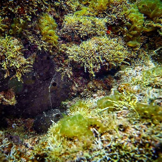 Under water flora and a hiding sponge -  ichalhoub in  Batroun north ...