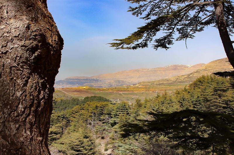 Under your  shadow  tree  landscape  cedar  mountain  skyscape  ig_mood ...