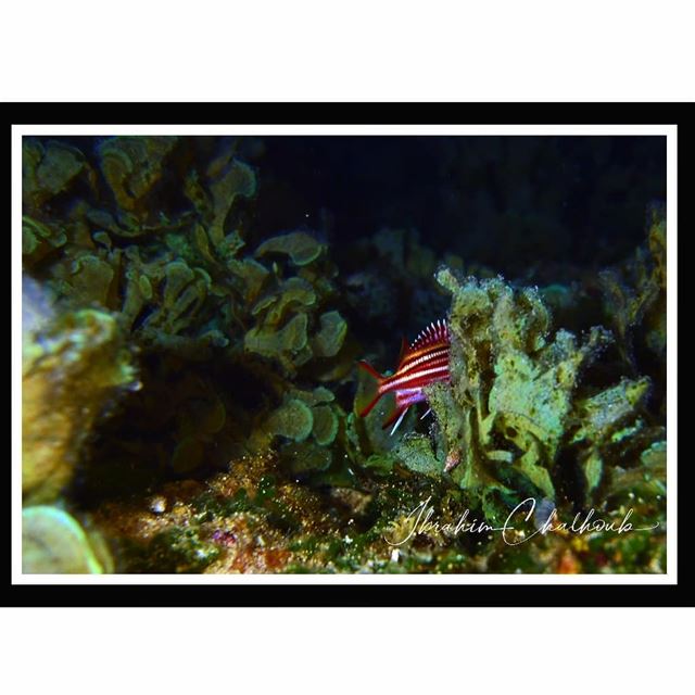 Underwater hide and seek -  ichalhoub in  Batroun north  Lebanon shooting ...