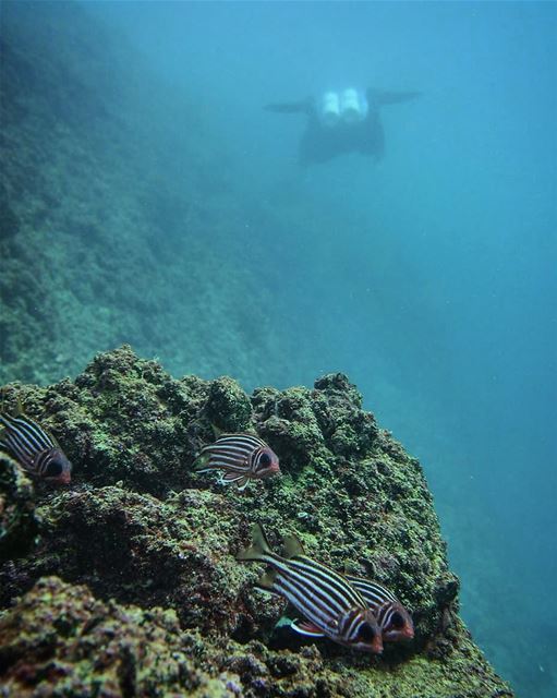 Underwater life -  ichalhoub in  jounieh  Lebanon shooting with a ...