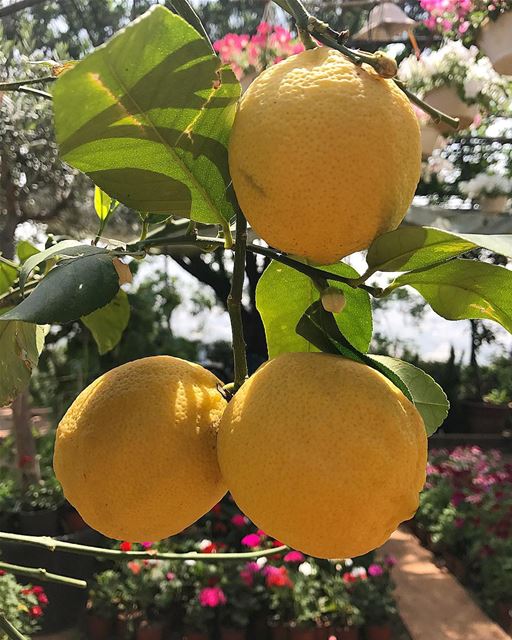 Une limonade ? Hilmi thakak 😉 whatsuplebanon  livelovelebanon ...