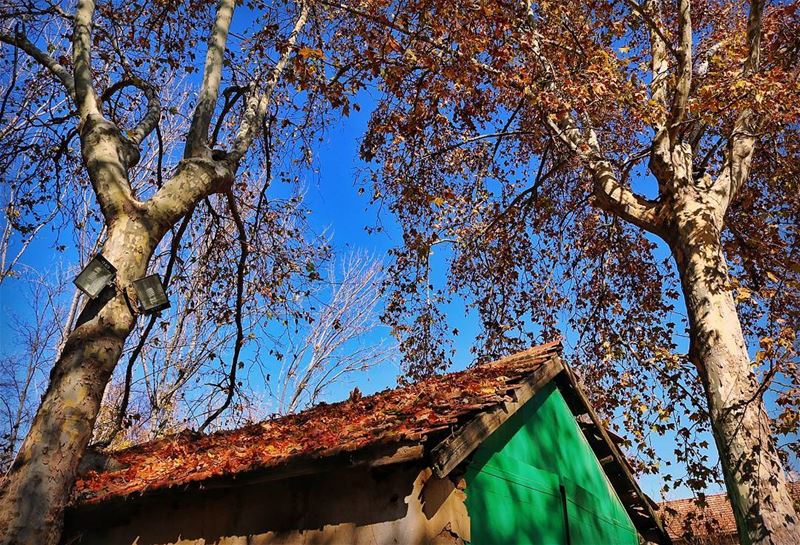  United  colors  Of  autumn. falling  leave  leaves  Season  fallseason ... (Deïr Taanâyel, Béqaa, Lebanon)