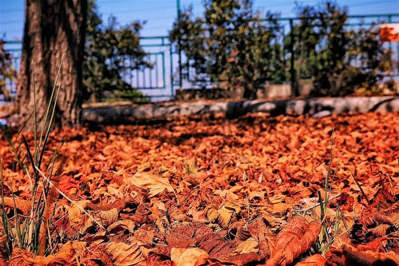 United colors  Of autumn (Sawfar, Mont-Liban, Lebanon)