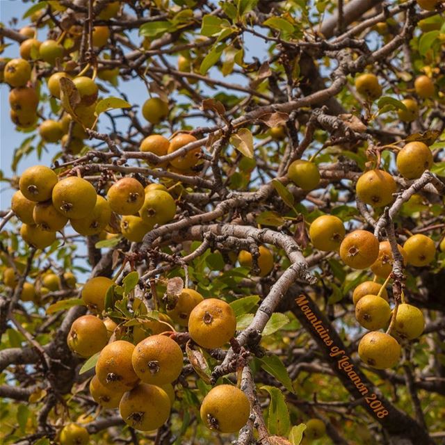 (Unknown) Wild fruit of fall...@anforestry The expert saved the day these... (Jabal Moûssi)