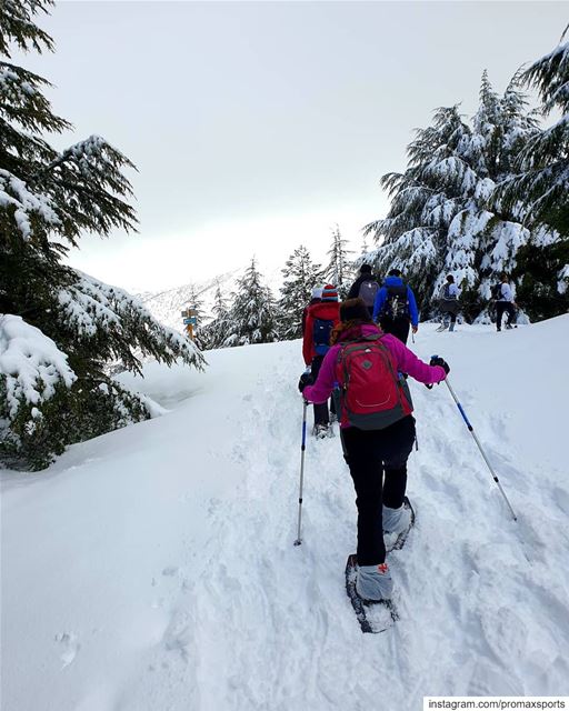 Unleashing some untouched feelings behind the sc(re)enes.🌲🌲🌲🌲🌲🌲🌲🌲 (Al Shouf Cedar Nature Reserve)