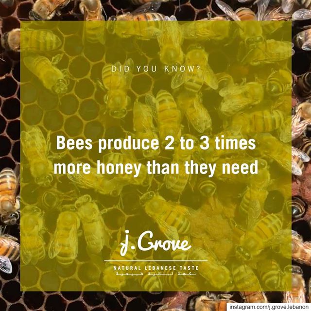 Unlike wasps and bumblebees, honey bees store excess food in their hives...