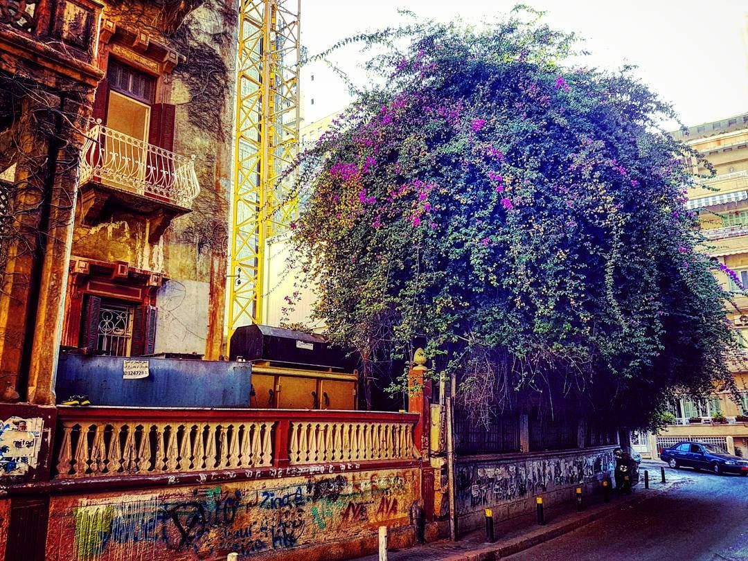 Unmanageable  badhairday  perfection  scene  latergram  corner  hamra ... (Beirut, Lebanon)