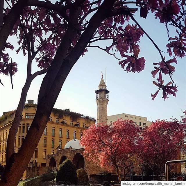 Unmasked Mother Nature ready for Spring..📍Never confined my BeirutMarch... (Downtown Beirut)