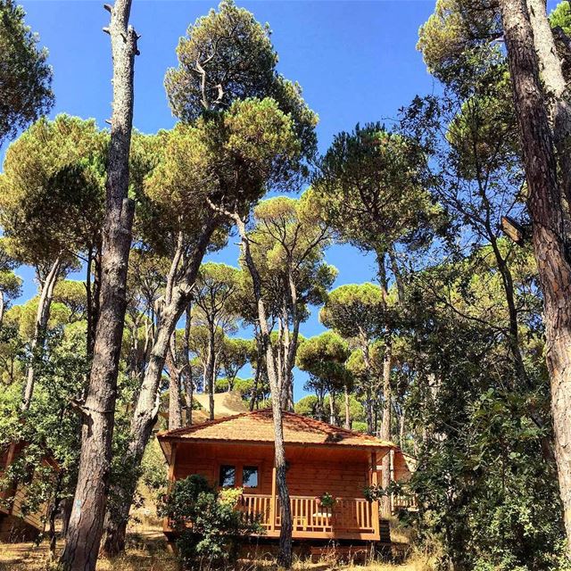 Unplug and unwind among these majestic sceneries of Bkassine's Pine Forest�