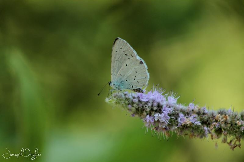 🦋Until you spread your wings, You'll have no idea how far You can fly... (Horsh Ehden)