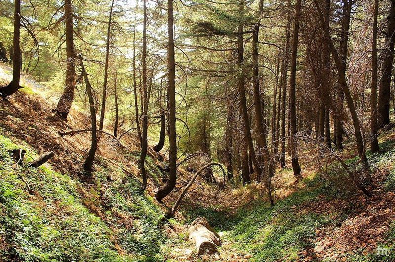 -Untouched Lebanon - ...  lebanon   insta_lebanon  instalebanon ... (Al Shouf Cedar Nature Reserve)