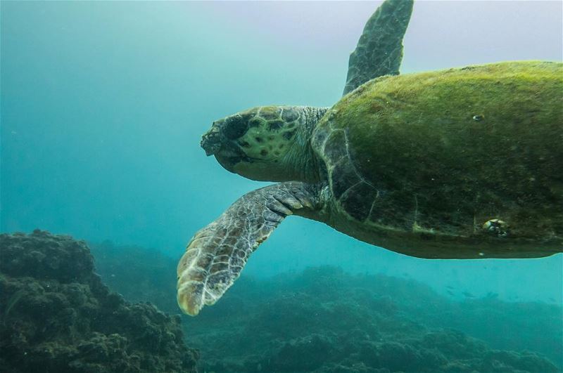 Up close... underwater morning  encounter that prints a smile on your...