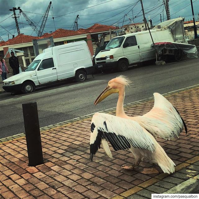 Up for a stroll?  storm  wild  streetphotography  stroll  govegan ... (Saïda, Al Janub, Lebanon)