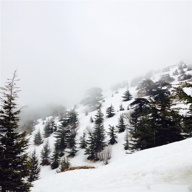 Up high among the cedars of God.. lebanon  livelovelevanon  cedars ... (Barouk Cedar Forest)