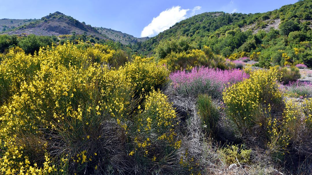 Up on the Hill-------------------- nature  flowers  wildflowers ... (Bekaa Valley)