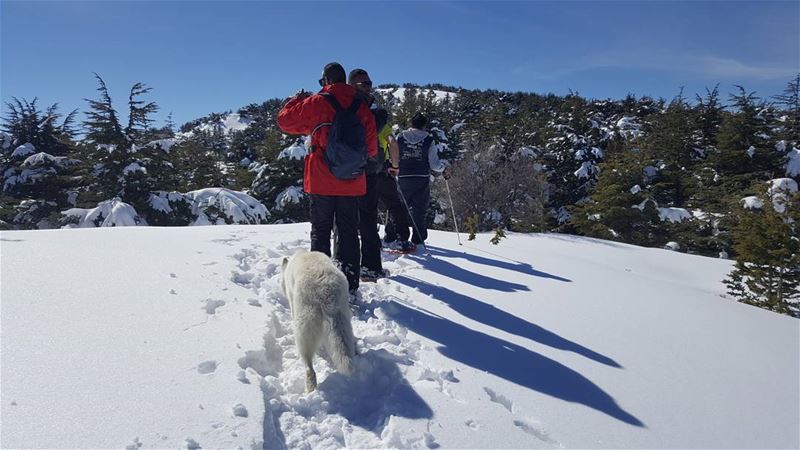 Up up up 💃💃💃  snowshoeing  snow  walking  reserve  forest ...