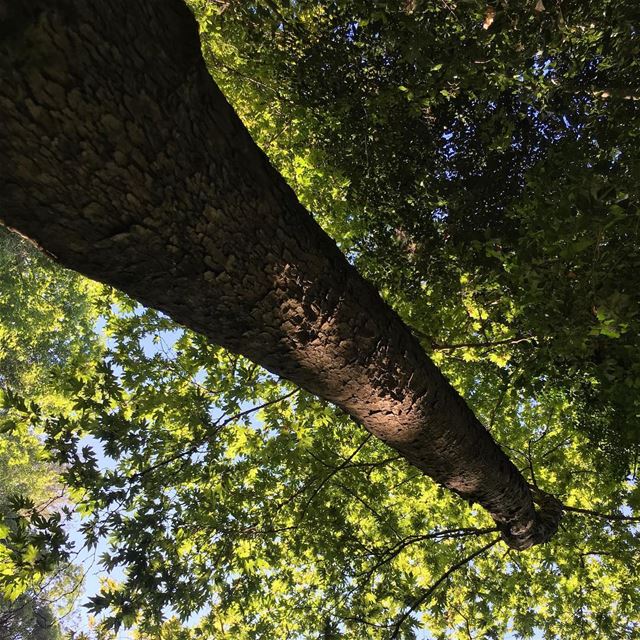  upsidedown  tree  trunk  green  summer ...