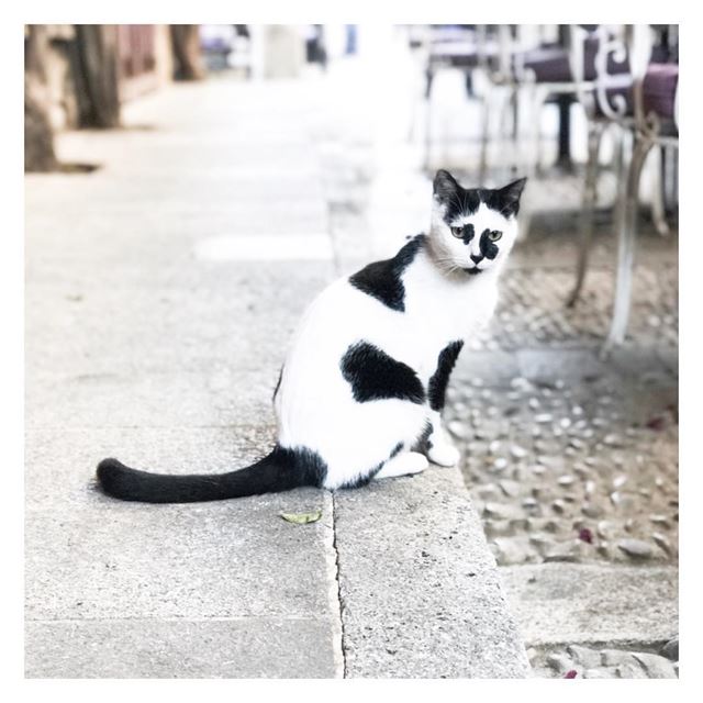 Vacation mood : on 😽 (Byblos - Jbeil)