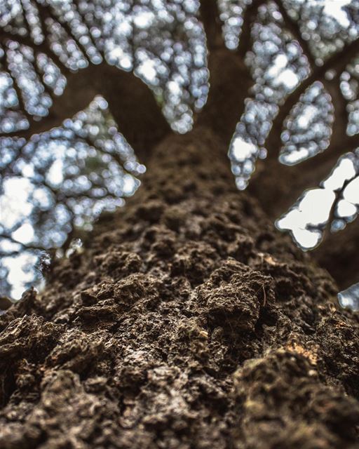 'value from roots; change from the leaves...'''' nofilter  photography... (Arz el Bâroûk)