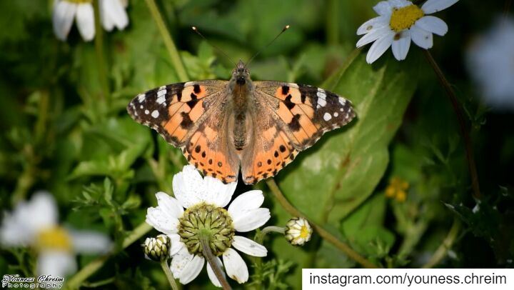 Vanessa butterfly butterfly  vanessa  vanessabutterfly  spring  migration...
