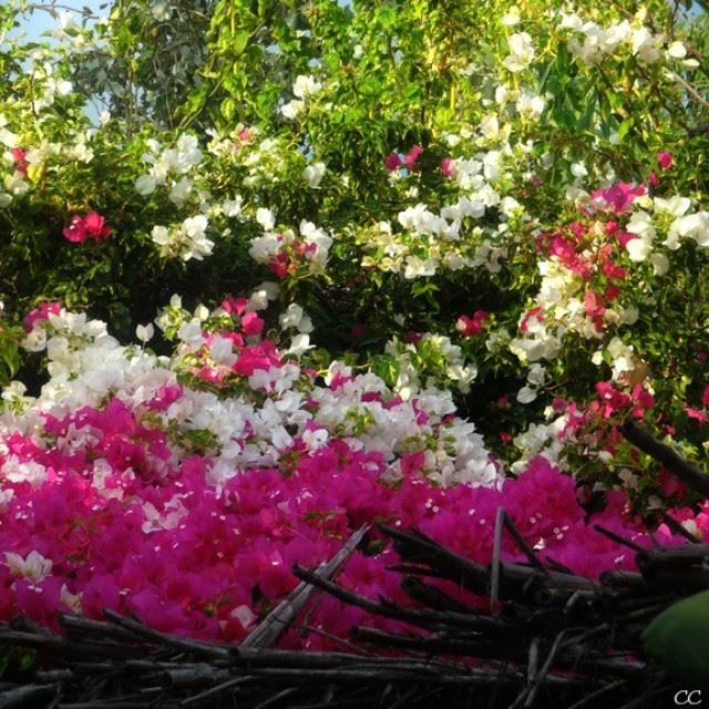  various  colors  flowers  green  white  fushia  photos  instaphoto  pics ...