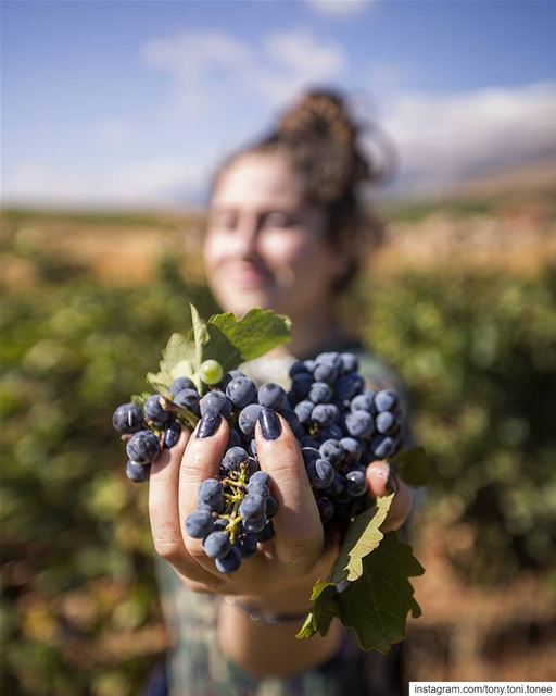 "Vendange" season is at last here and believe me it's an unforgettable... (Beqaa Valley)