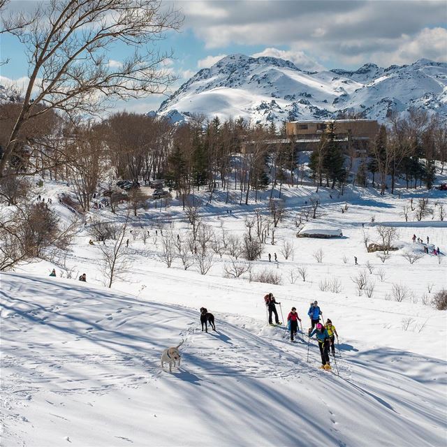 Venture Onward  lebanon  laklouk  snow  dogs  neige  white  clouds ... (El Laklouk, Mont-Liban, Lebanon)