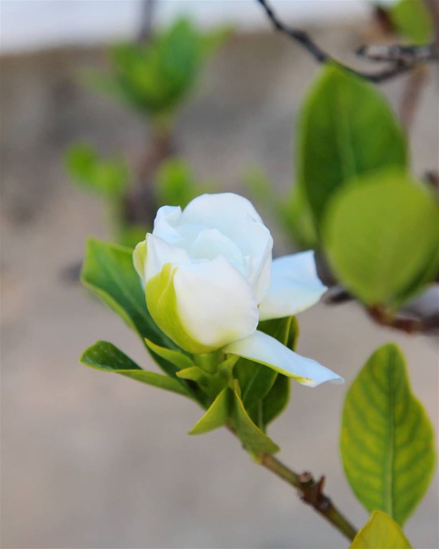 Very few flowers compare to  gardenia in terms of scent... what's your...