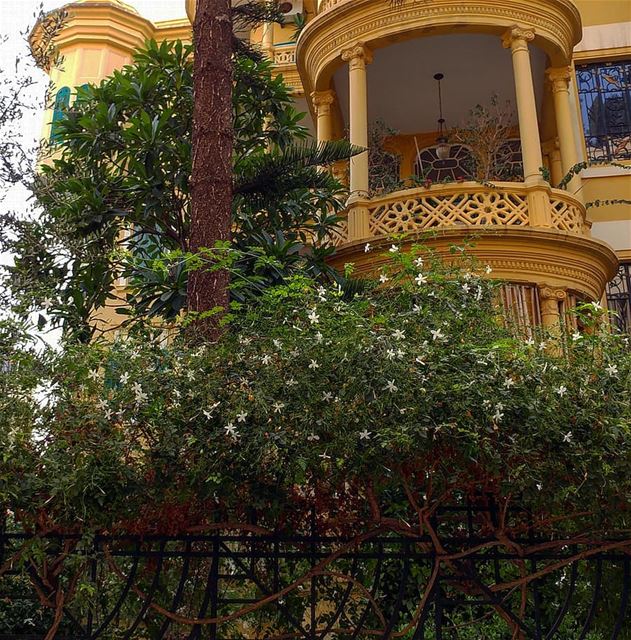 View looking into one of the last stately Beirut properties with its palm... (Beirut, Lebanon)