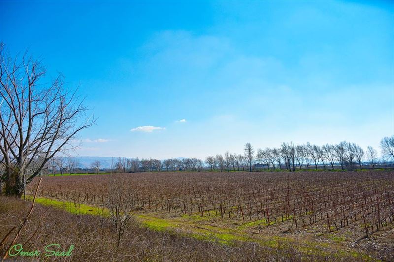 View of a grape field  nature  colorful  sunny  day  bekaa  lebanon🇱🇧 ... (Deïr Taanâyel, Béqaa, Lebanon)